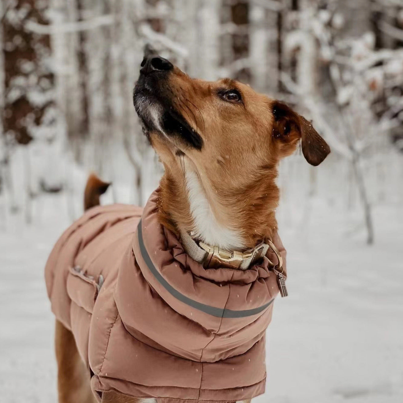 Pet Vest: Thickened Waterproof Coat for Dogs in Pets Category